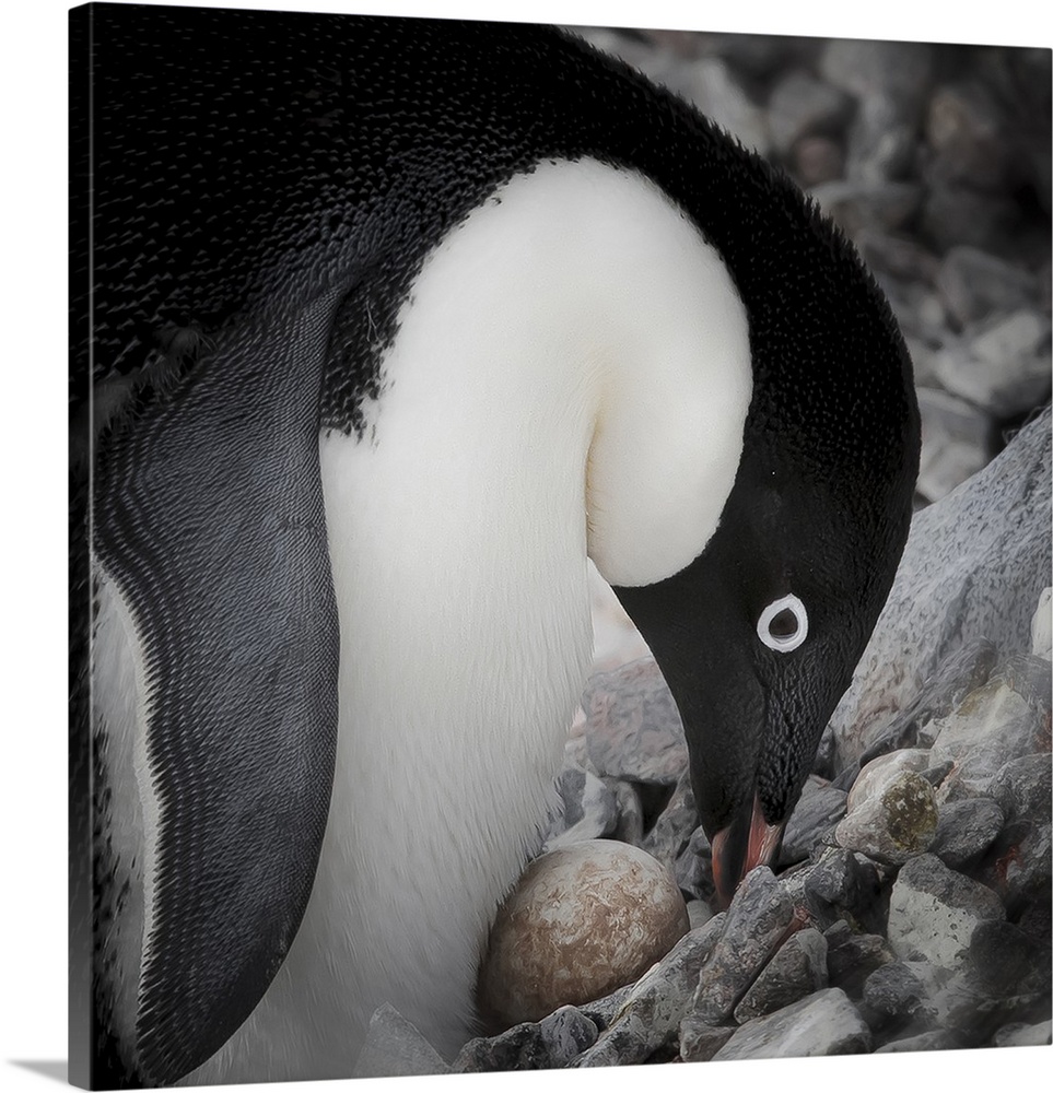 Antarctica. Adelie Penguin nurses an egg.