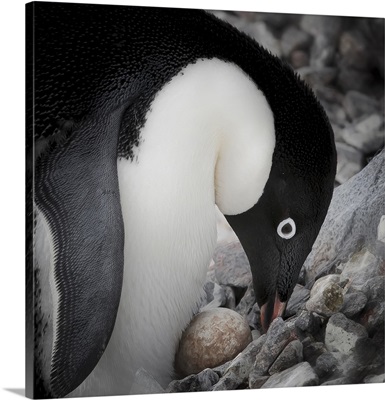 Antarctica, Adelie Penguin nurses an egg