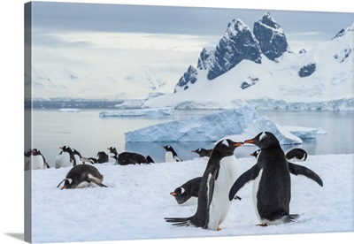 Antarctica, Antarctic Peninsula, Danco Island, Gentoo Penguin Courtship