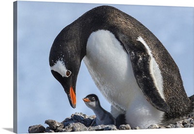 Antarctica, Antarctic Peninsula, Jougla Point, Gentoo Penguin And Chick