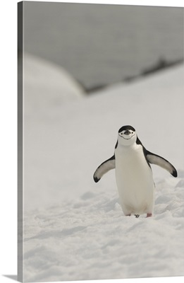 Antarctica, Chinstrap, Penguin