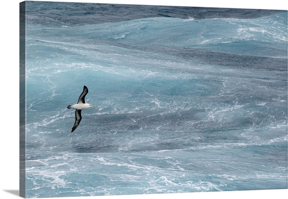 Antarctica, Drake Passage. Black-browed albatross soaring.
