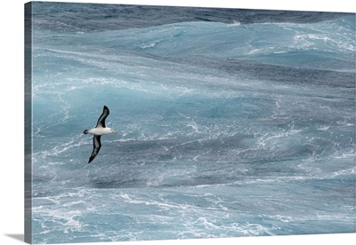 Antarctica, Drake Passage, Black-Browed Albatross Soaring
