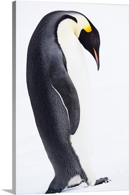 Antarctica, Emperor Penguin walking alone, High Key
