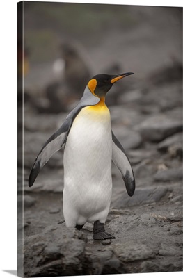 Antarctica, King Penguin, walking