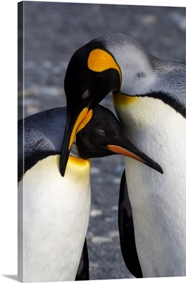 Antarctica, South Georgia Island, St. Andrew's Bay, A Pair of King Penguins