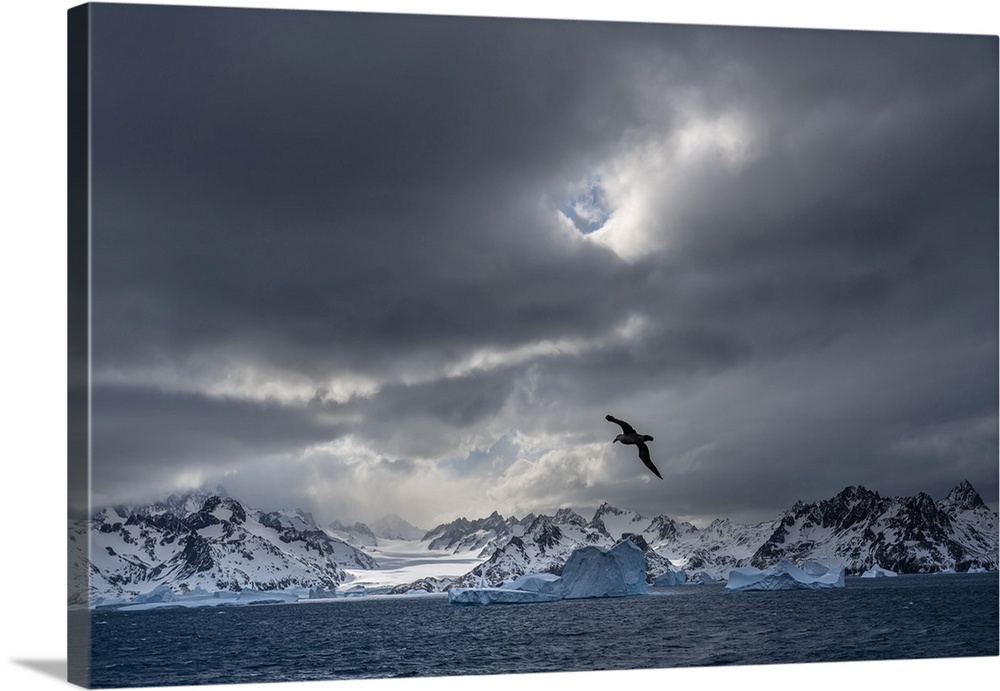Antarctica, South Georgia island. Stormy sunset on glacier and flying bird.