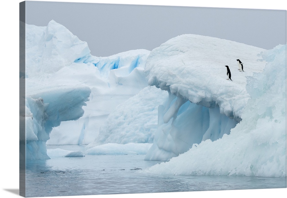 Antarctica, Vega Island, aka Devil Island. Adelie penguins on blue iceberg.