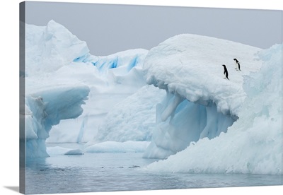 Antarctica, Vega Island, Aka Devil Island, Adelie Penguins On Blue Iceberg