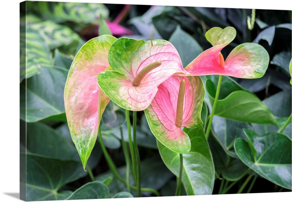 Anthurium, USA.