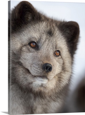 Arctic Fox, Blue Morph, In Deep Snow During Winter, Europe, Norway, Bardu, Polar Park