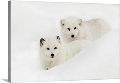 Arctic Fox in snow, (Captive) Montana-Vulpes lagopus-True Fox