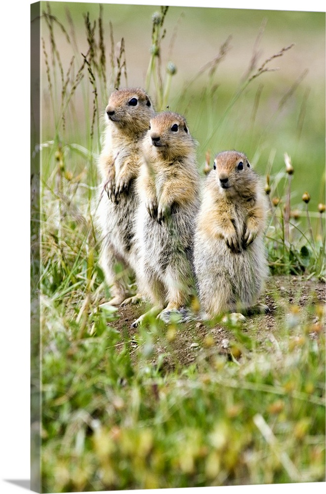 Three juvenile Arctic Ground Squirrels look out for predators. Arctic National Wildlife Refuge, Alaska.