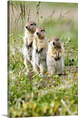 Arctic Ground Squirrels look out for predators, Arctic National Wildlife Refuge, Alaska