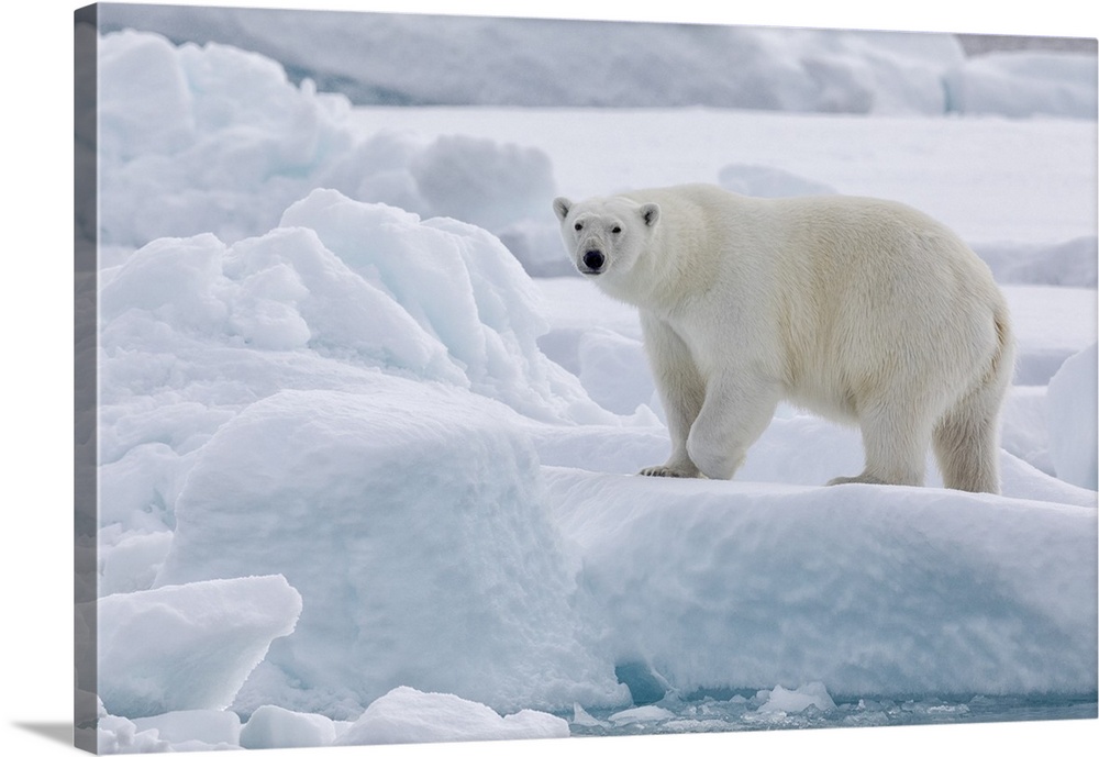 Arctic, North Of Svalbard, Portrait Of A Polar Bear Walking On The Pack Ice