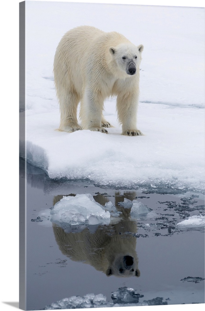 Arctic, North Of Svalbard, Portrait Of A Polar Bear With Its Reflection