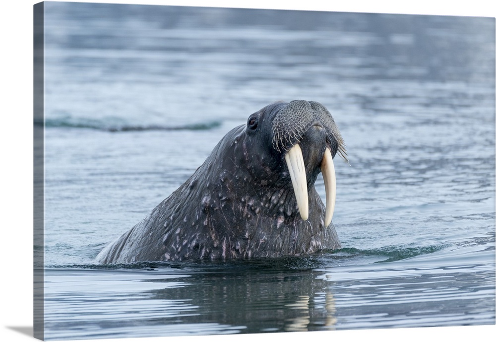 Arctic, Svalbard, Spitsbergen, Portrait Of A Walrus In The Water