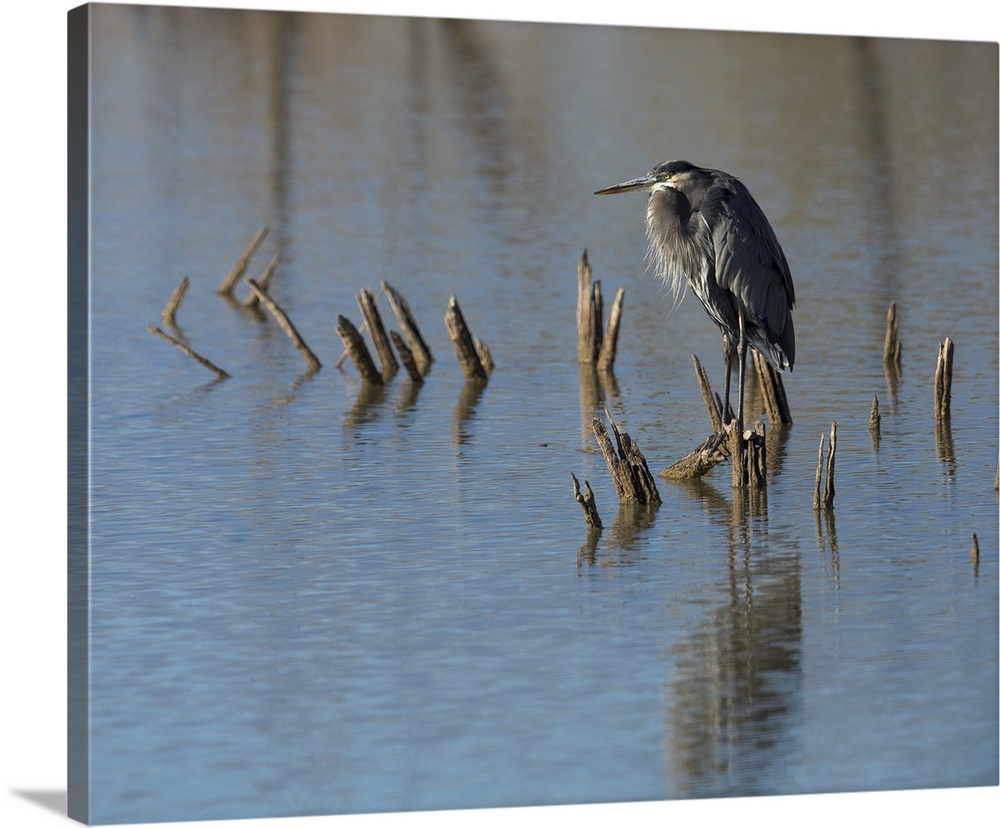 Great blue heron