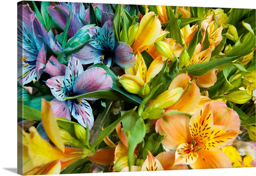 Argentina, Buenos Aires, Flowers of a Street Vendor.