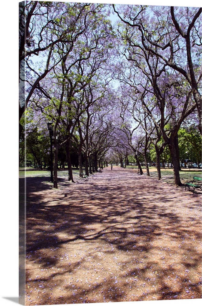 Argentina, Buenos Aires, Jacarandas trees are in bloom in the city parks. Parque 3 de Febrero, Palermo.