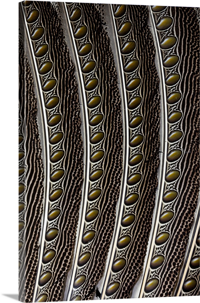 Argus Pheasant wing feather design with patterns and spots.