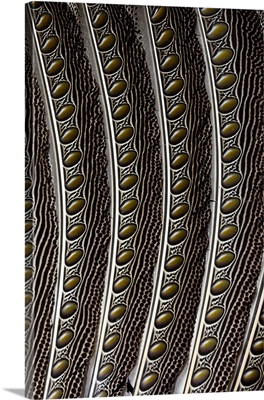 Argus Pheasant wing feather design with patterns and spots