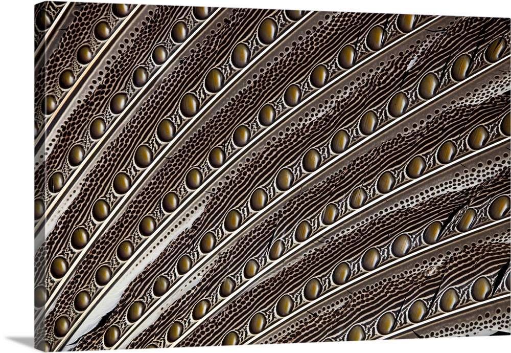 Argus Pheasant wing feather design with patterns and spots.