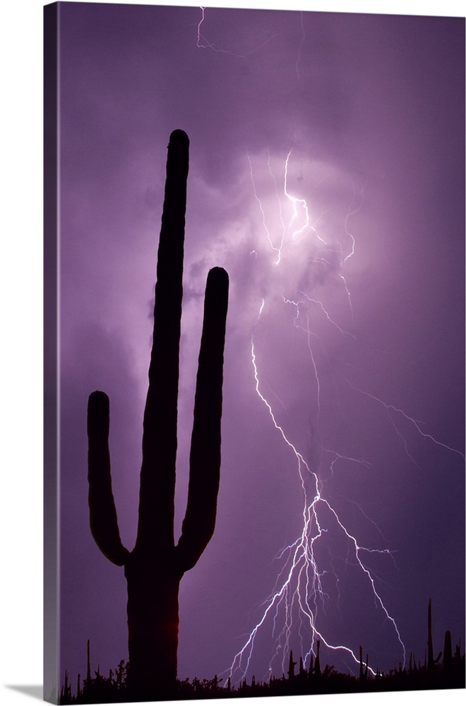 USA, Arizona. Composite of saguaro cactus and lightning.