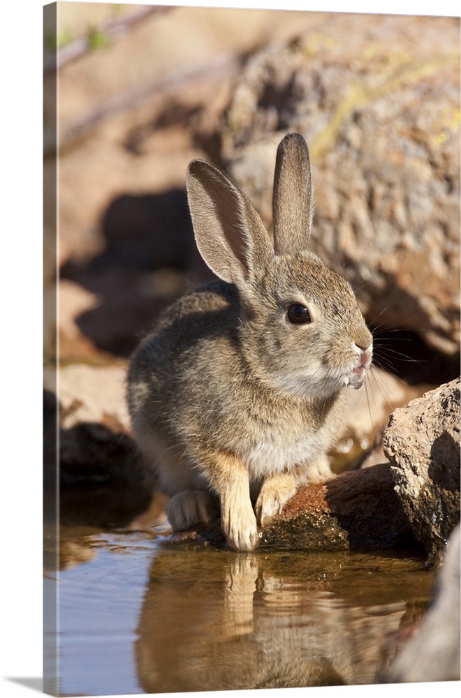 Arizona Cottontail Rabbit.Sylvilagus  audubonii.SE Arizona