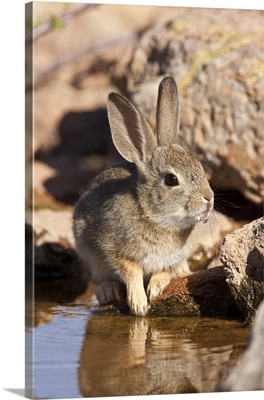 Arizona Cottontail Rabbit, Sylvilagus audubonii, SE Arizona