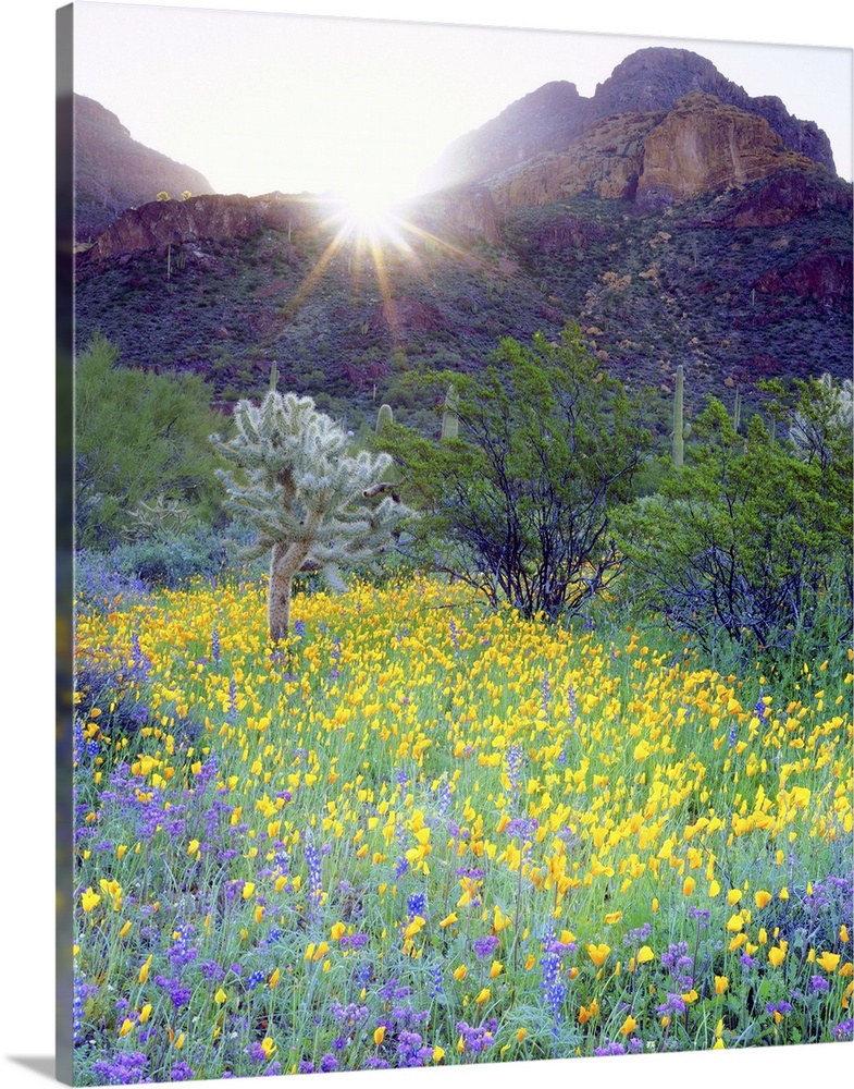 USA, Arizona, Organ Pipe Cactus National Monument. Wildflowers and cacti at sunrise.