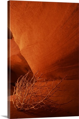 Arizona, Page, tumbleweed on ledge in antelope canyon