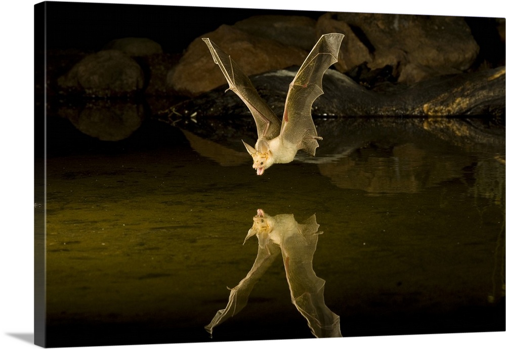 Southern Arizona, USA, Pallid Bat, (Antrozous pallidus). In flight, swooping over a small pond to snatch a drink while fly...