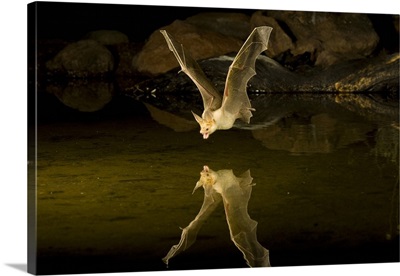 Arizona, Pallid Bat in flight, swooping over a small pond to snatch a drink while flying