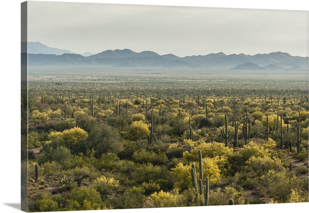 USA, Arizona, Saguaro National Park. Desert landscape.