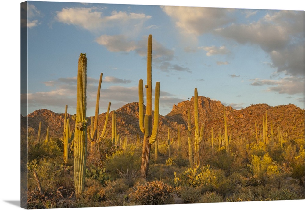 USA, Arizona, Saguaro National Park. Desert landscape.  Credit as: Cathy