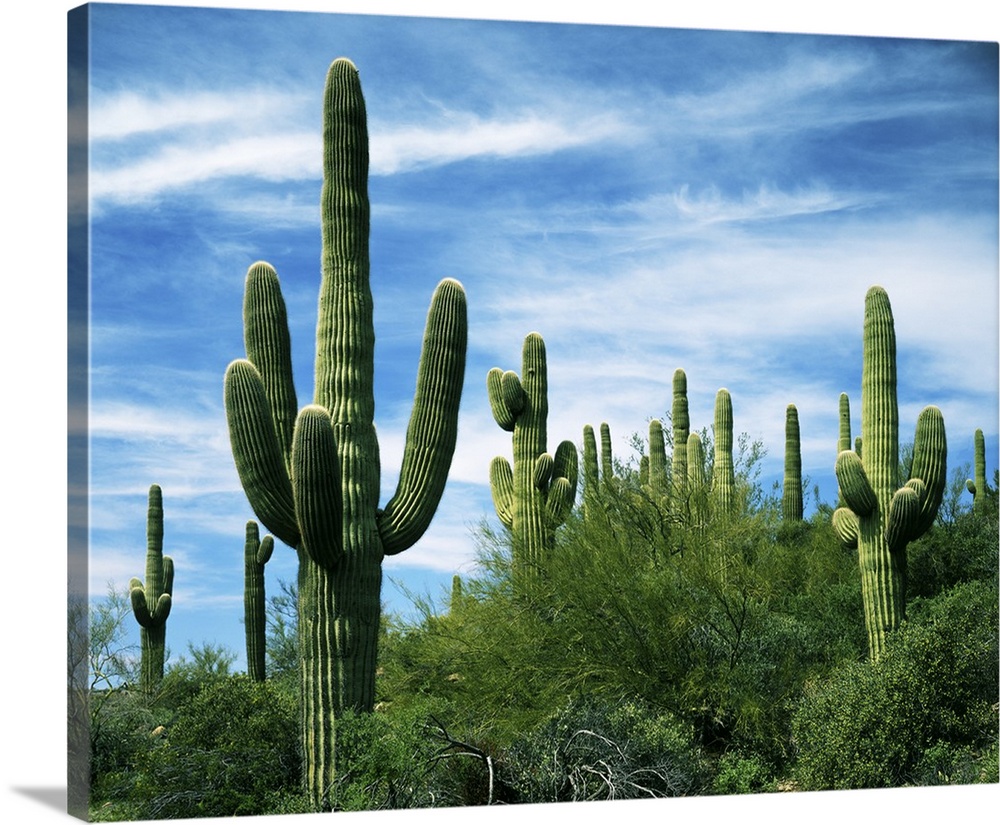 USA, Arizona, Saguaro National Park, Saguaro cacti.