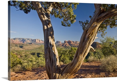 Arizona, Sedona, Red Rock Country, Old Juniper tree, Cathedral Rock