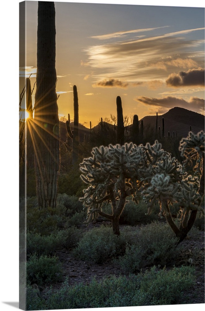 North America, USA, Arizona.  Sunset over desert habitat, Organ Pipe Cactus National Monument, Arizona.
