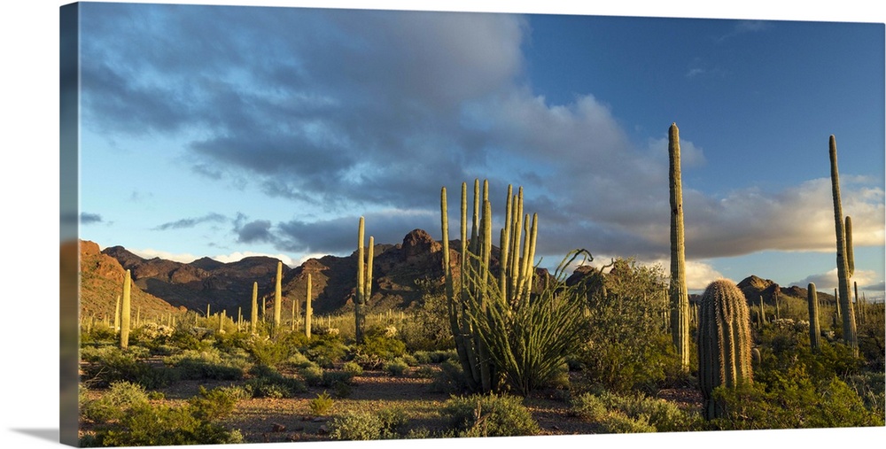 North America, USA, Arizona.  Sunset over desert habitat, Organ Pipe Cactus National Monument, Arizona.