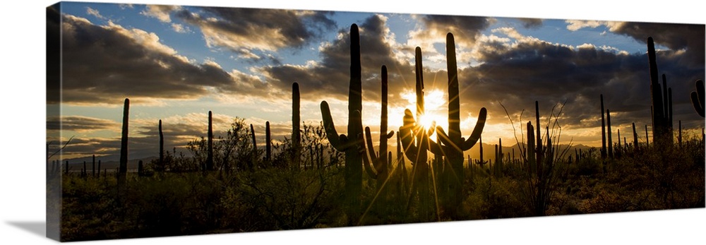 Arizona, Tucson, Saguaro National Park, Tucson Mountain District Wall ...