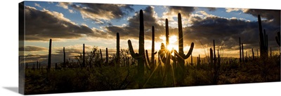 Cactus Wall Art & Canvas Prints | Cactus Panoramic Photos, Posters ...