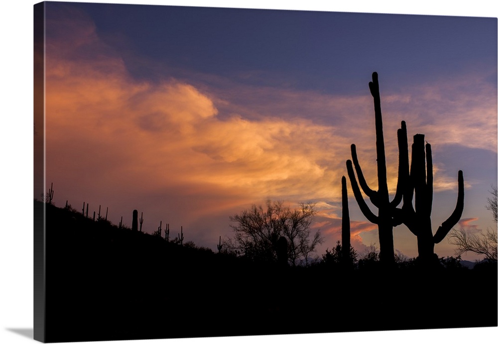 USA, Arizona, Tucson, Saguaro National Park West