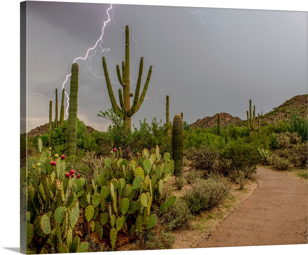 USA, Arizona, Tucson, Saguaro National Park West, Lightning