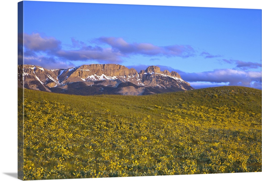 Arrowleaf balsomroot wildflowers and Sawtooth Ridge at first light at Sun River WMA near Augusta, Montana, USA