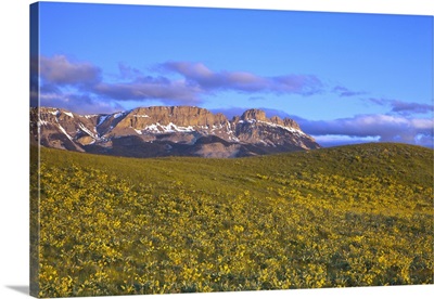 Arrowleaf balsamroot wildflowers and Sawtooth Ridge, Montana