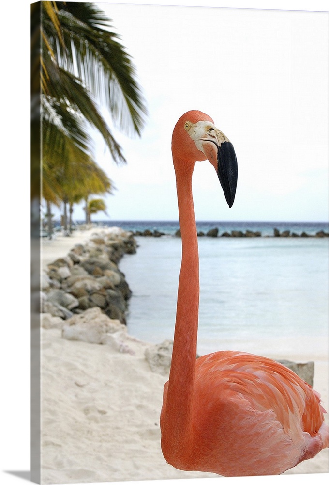 Aruba, Renaissance Island, Caribbean Flamingo