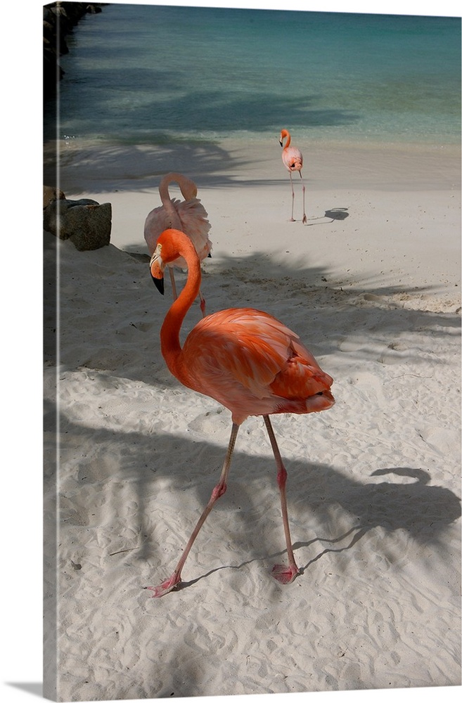 Aruba, Renaissance Island, Caribbean Flamingoes