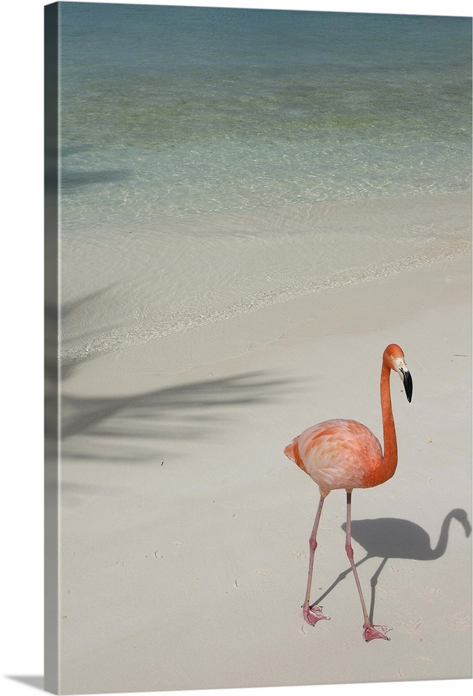 Aruba, Renaissance Island, pink flamingo