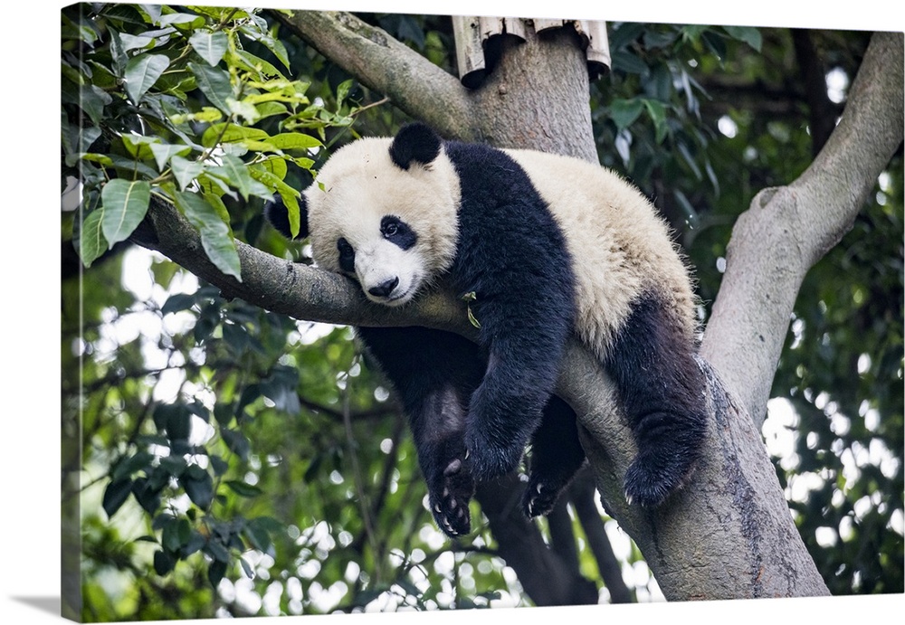 Asia, China, Sichuan province, Cheng Du, giant panda.
